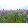 Asian garden indoesnisa lavender seeds flower seeds for growing